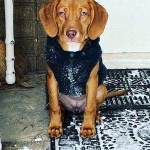 Spark Paws Sherpa Hoodie Size Medium